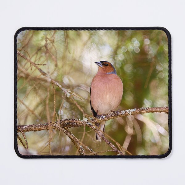 Item preview, Forestlight. Eurasian chaffinch Spring 2026 designed and sold by Jouko Lehto Photography.