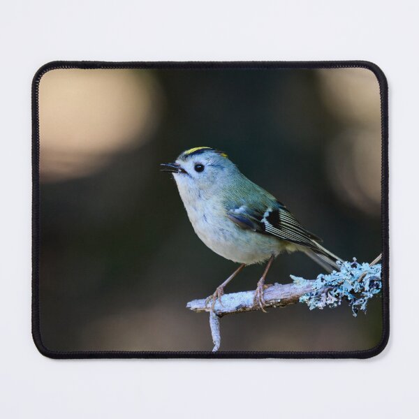 Item preview, Drops of light. Goldcrest Spring 2026 designed and sold by Jouko Lehto Photography.