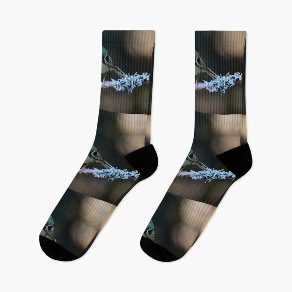 Item preview, Drops of light. Goldcrest Spring 2026 designed and sold by Jouko Lehto Photography.