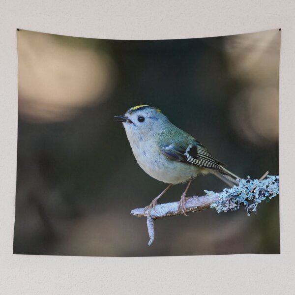 Item preview, Drops of light. Goldcrest Spring 2026 designed and sold by Jouko Lehto Photography.