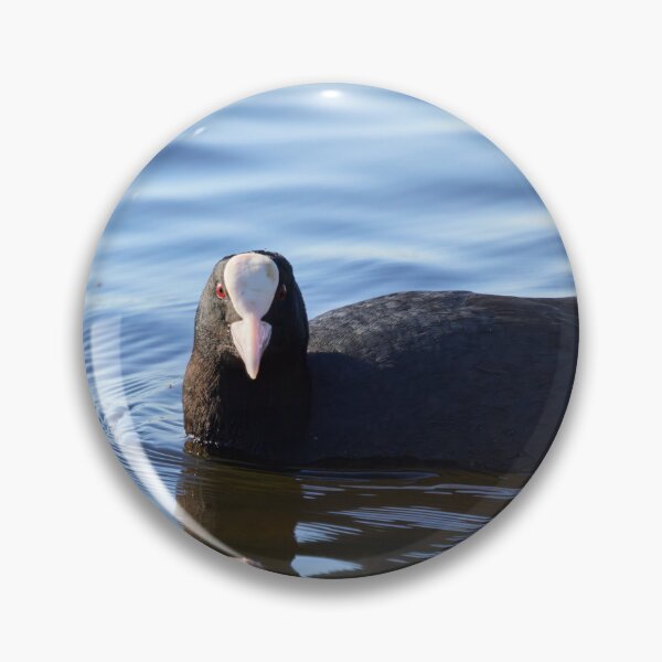 Item preview, The look. Eurasian coot Spring 2026 designed and sold by Jouko Lehto Photography.