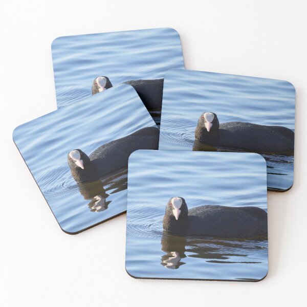 Item preview, The look. Eurasian coot Spring 2026 designed and sold by Jouko Lehto Photography.
