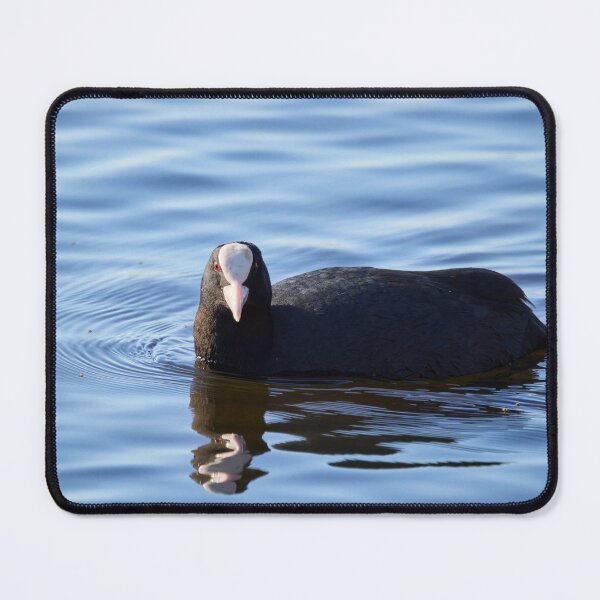Item preview, The look. Eurasian coot Spring 2026 designed and sold by Jouko Lehto Photography.