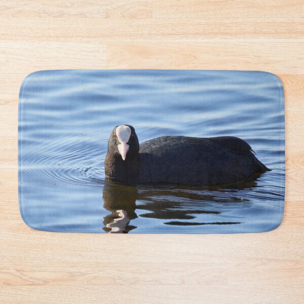 Item preview, The look. Eurasian coot Spring 2026 designed and sold by Jouko Lehto Photography.
