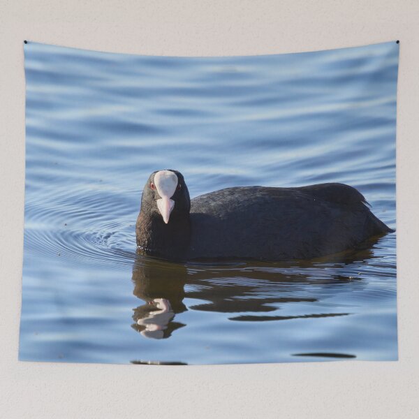 Item preview, The look. Eurasian coot Spring 2026 designed and sold by Jouko Lehto Photography.