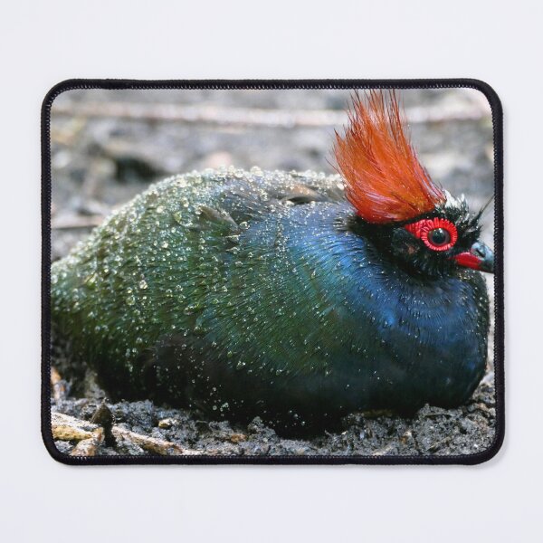 Item preview, Roul Roul Bird designed and sold by Chris Petty.