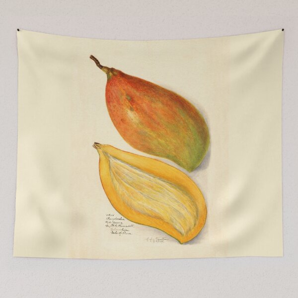 Item preview, Mangifera Indica Mango Bisected designed and sold by Glimmersmith.