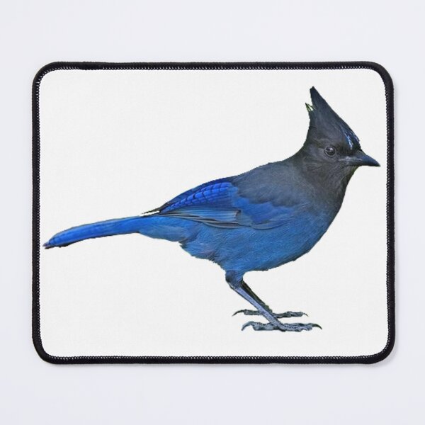Item preview, Steller’s Jay designed and sold by kyra0nicole.