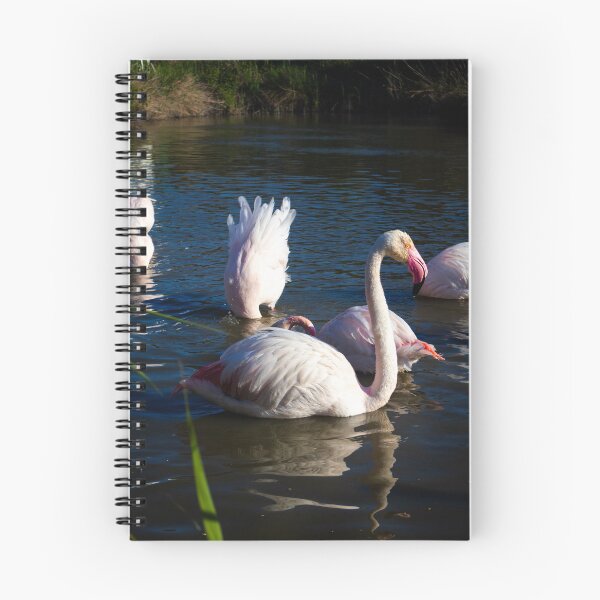 Item preview, Photograph of Flamingoes in the Camargue  designed and sold by mortal perspective .