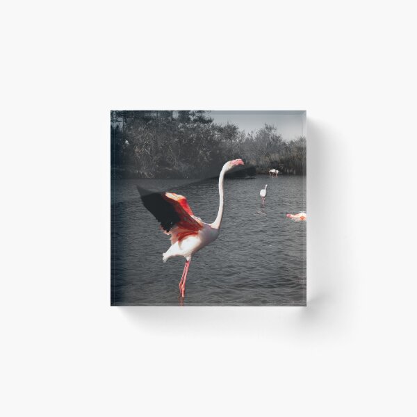 Item preview, Photograph of Flamingoes in the Camargue  designed and sold by mortal perspective .