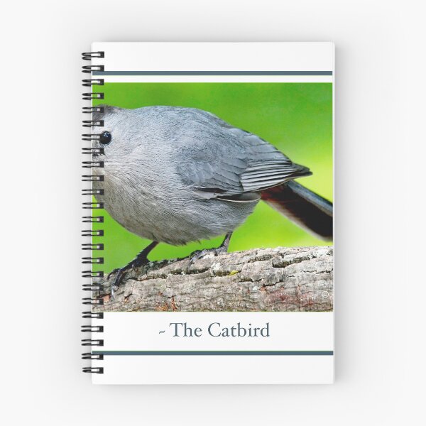 Item preview, Gray Catbird, Mockingbird Family Member, Animal Portrait designed and sold by AMacGPhilly.