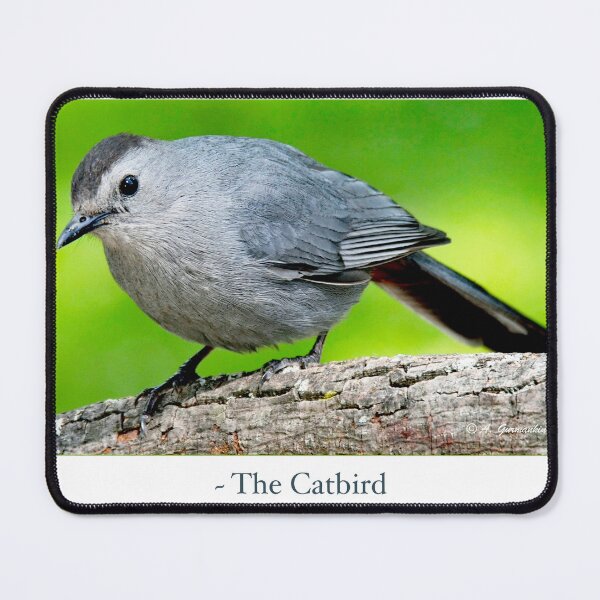 Item preview, Gray Catbird, Mockingbird Family Member, Animal Portrait designed and sold by AMacGPhilly.