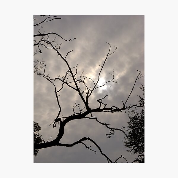 Reaching for the sky Photographic Print