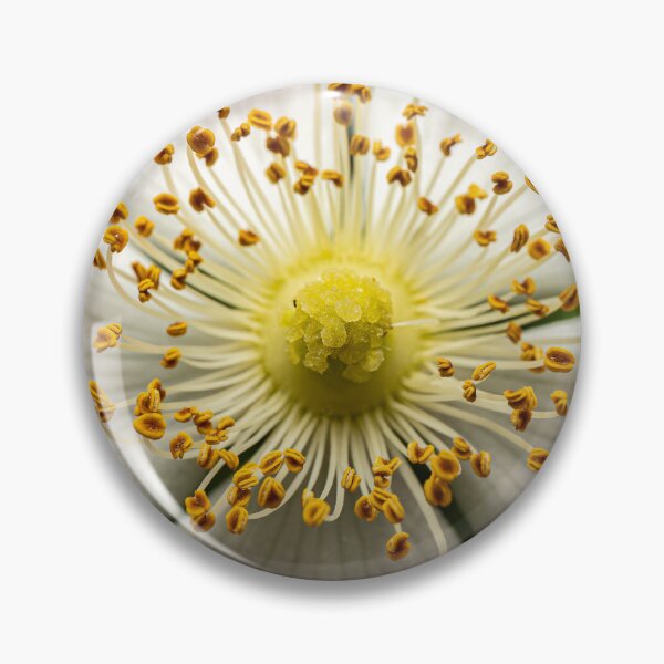 Item preview, Wild Rose From Above — Botanical Symmetry Macro designed and sold by Rabee Khalil Photography.