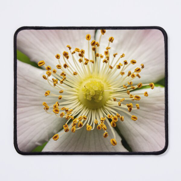 Item preview, Wild Rose From Above — Botanical Symmetry Macro designed and sold by Rabee Khalil Photography.