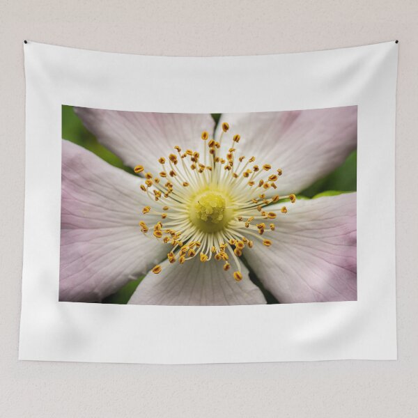 Item preview, Wild Rose From Above — Botanical Symmetry Macro designed and sold by Rabee Khalil Photography.
