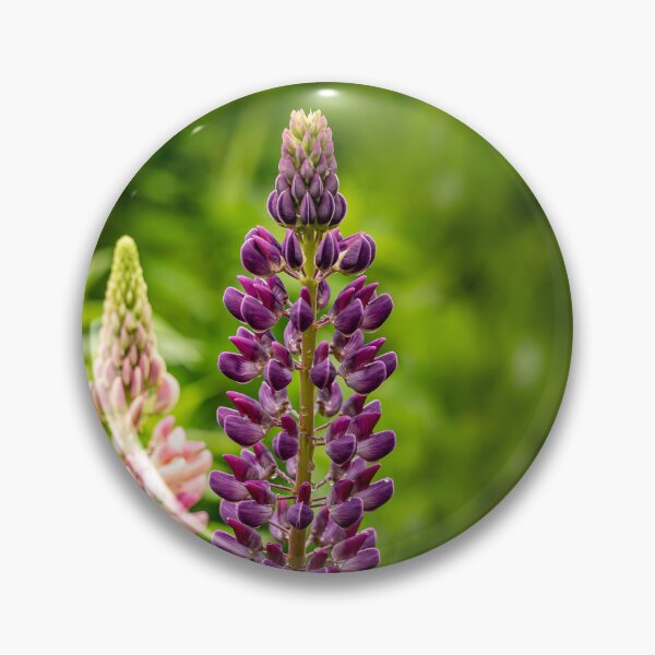 Item preview, Purple and Pink — Lupin Flowers in the Garden designed and sold by Rabee Khalil Photography.