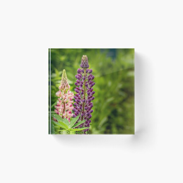 Item preview, Purple and Pink — Lupin Flowers in the Garden designed and sold by Rabee Khalil Photography.