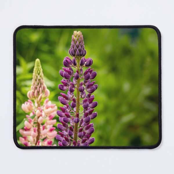 Item preview, Purple and Pink — Lupin Flowers in the Garden designed and sold by Rabee Khalil Photography.