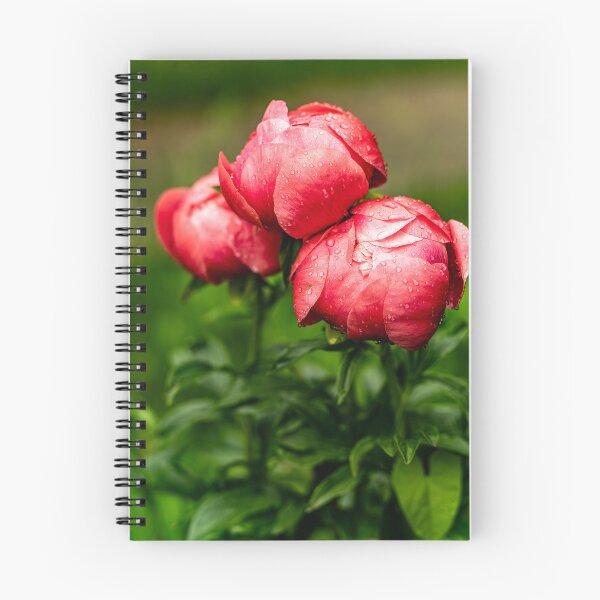 Item preview, After the Rain — Red Peony Buds in the Garden designed and sold by Rabee Khalil Photography.