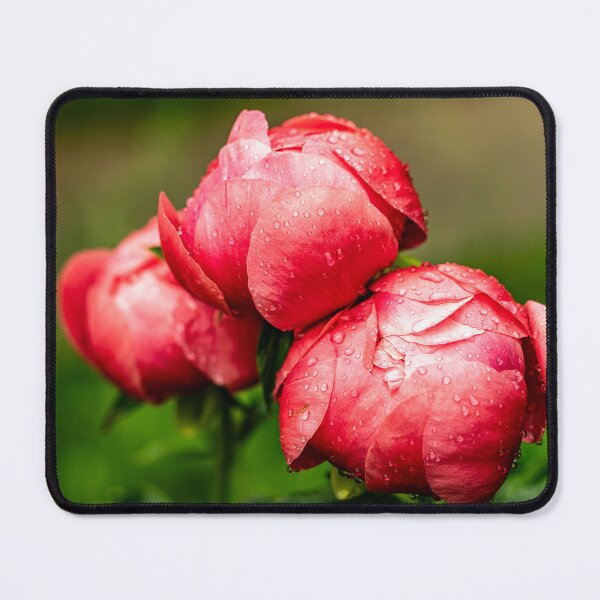Item preview, After the Rain — Red Peony Buds in the Garden designed and sold by Rabee Khalil Photography.