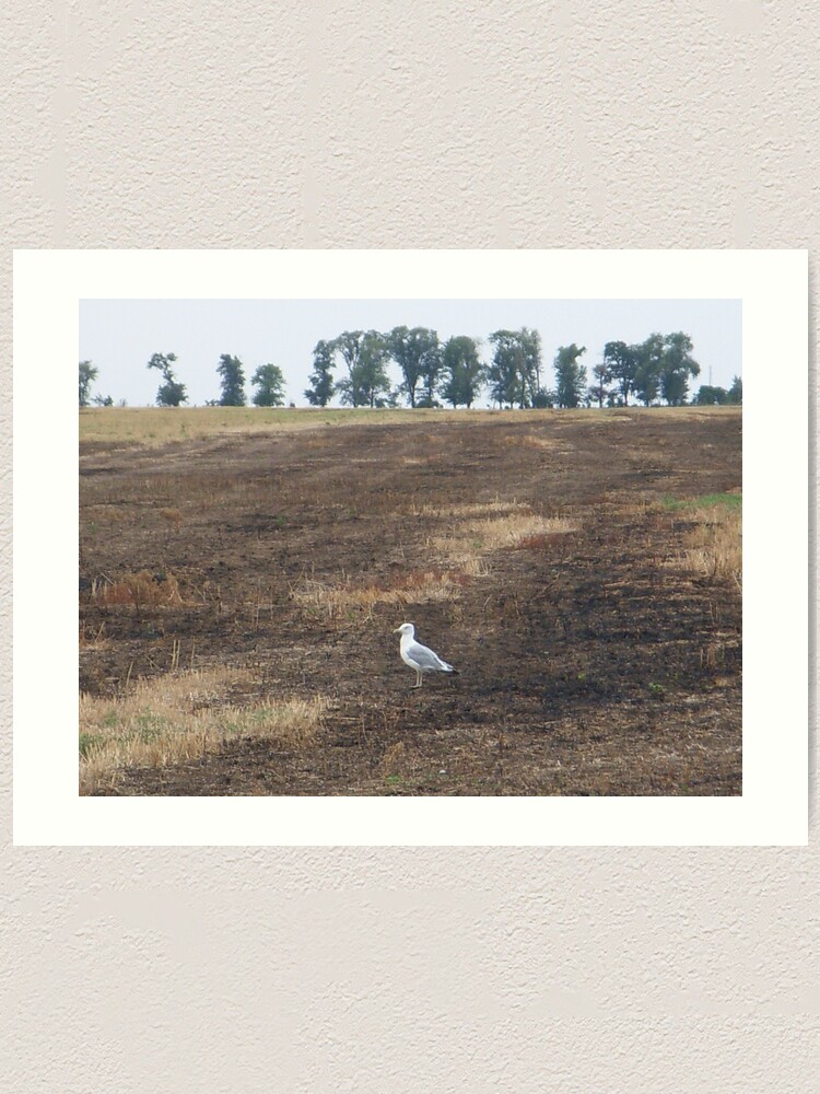 Alternate view of What are you doing in the middle of the field, seagull? - I could ask you the same thing! Art Print