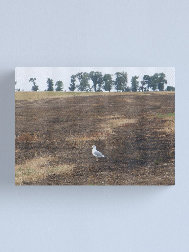 Alternate view of What are you doing in the middle of the field, seagull? - I could ask you the same thing! Canvas Print