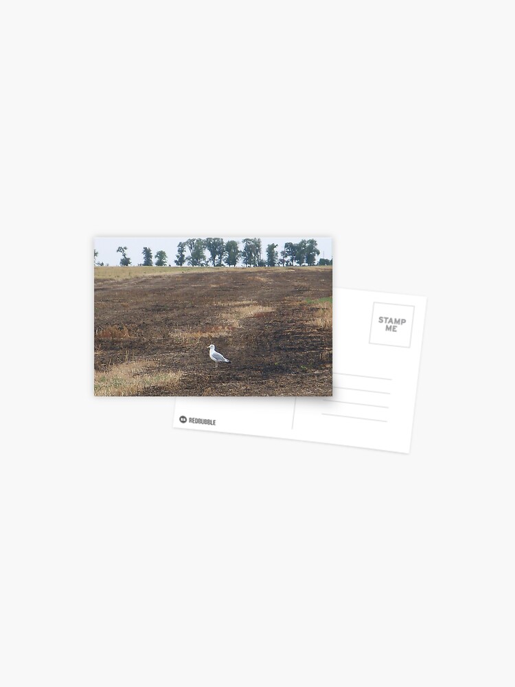 Thumbnail 1 of 2, Postcard, What are you doing in the middle of the field, seagull? - I could ask you the same thing! designed and sold by Anthropolog.