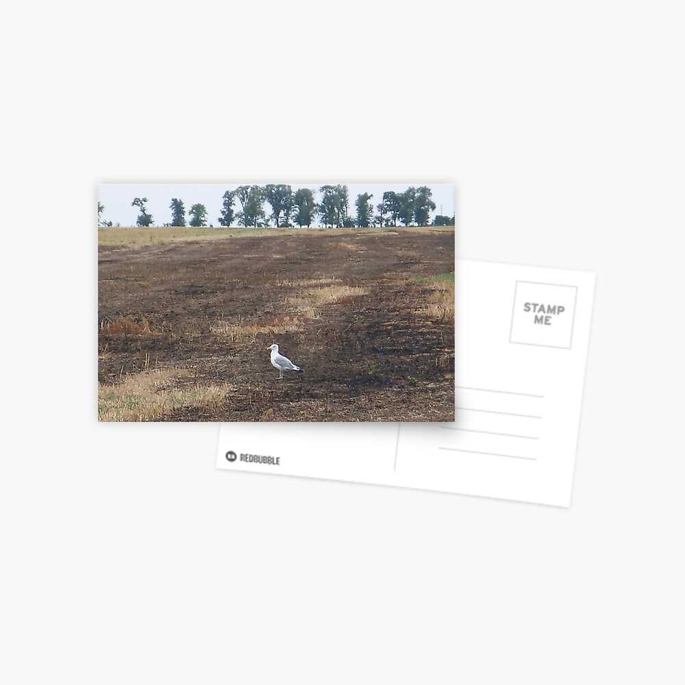Item preview, Postcard designed and sold by Anthropolog.