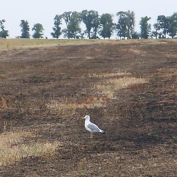 Artwork thumbnail, What are you doing in the middle of the field, seagull? - I could ask you the same thing! by Anthropolog