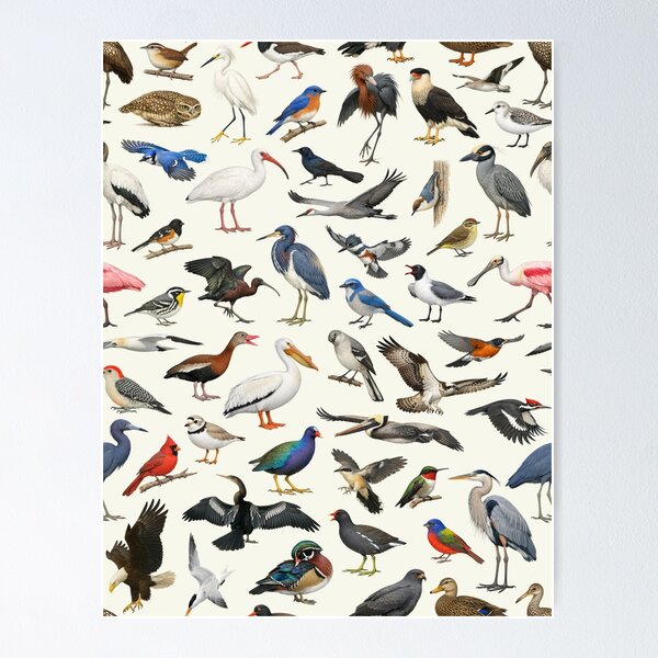 Item preview, Native Birds of Florida Ornithology Identification Chart designed and sold by kakarikihill.