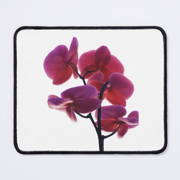 Item preview, Purple and Pink Orchid designed and sold by LydiasScream.