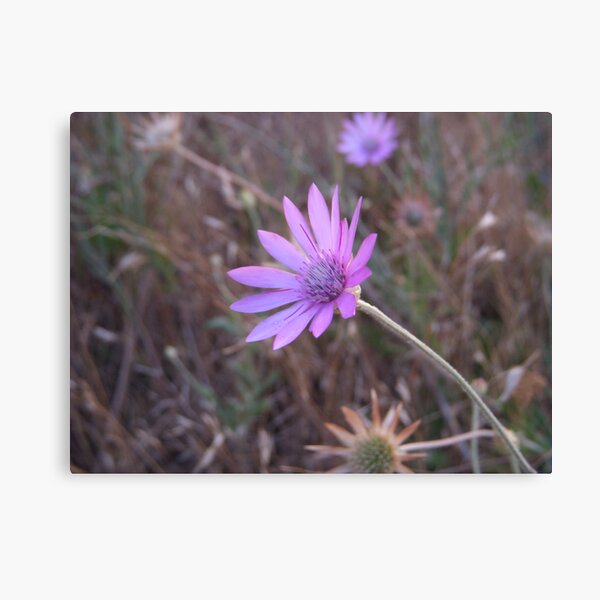 immortelle Canvas Print