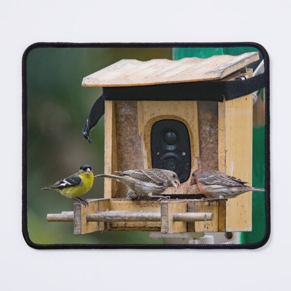 Item preview, Two Finches and a Goldfinch Visiting the Camera Feeder designed and sold by CarolM.