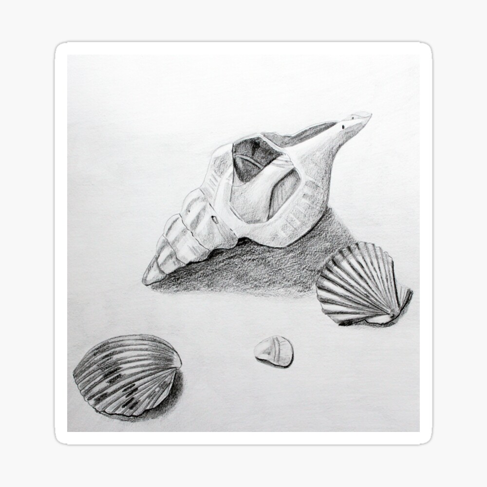 a faithful attempt Observational Seashell Drawings