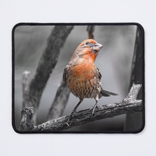 Item preview, House Finch (selective coloring) designed and sold by CarolM.