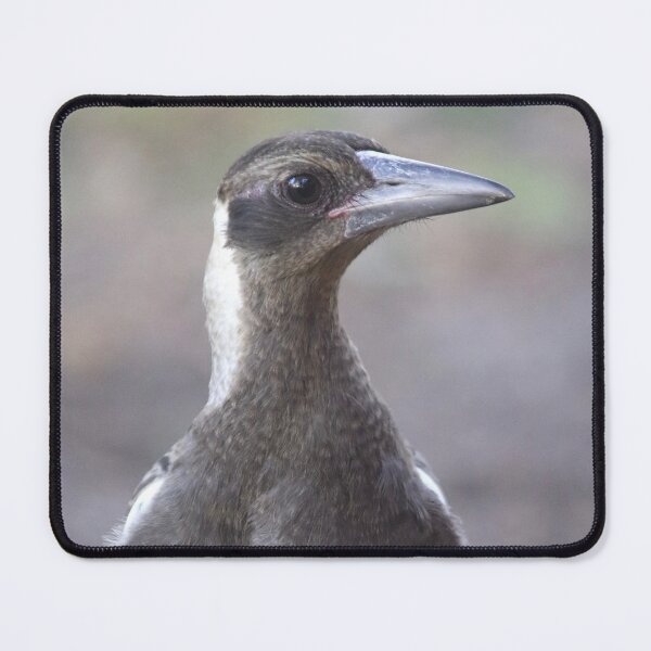 Item preview, Juvenile Australian Magpie Native Bird Portrait designed and sold by 27Tammy27.