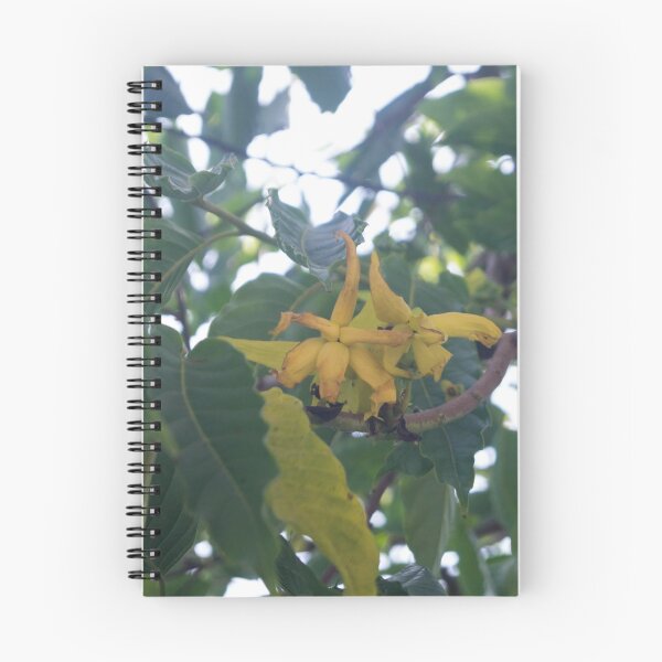 Artikelvorschau, Ylang-Ylang-Blüten entworfen und verkauft von ROSE ANN BANILAR.