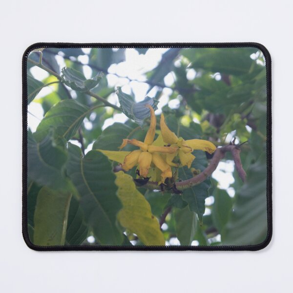 Item preview, Ylang-ylang Flowers designed and sold by ROSE ANN BANILAR.