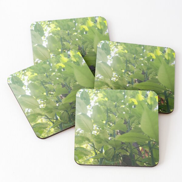 Item preview, Philippine lime designed and sold by ROSE ANN BANILAR.
