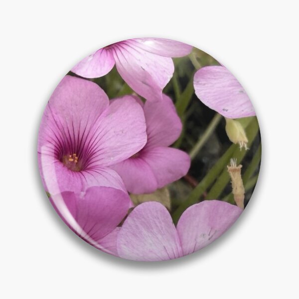 Item preview, Vibrant Pink Oxalis Blossoms Isolated on White designed and sold by BalkanBloom.