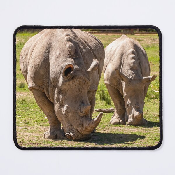 Item preview, White Rhinos, Taronga Western Plains Zoo | Powerful African Wildlife, Dubbo, NSW, Australia Art designed and sold by Ross.A.Campbell.