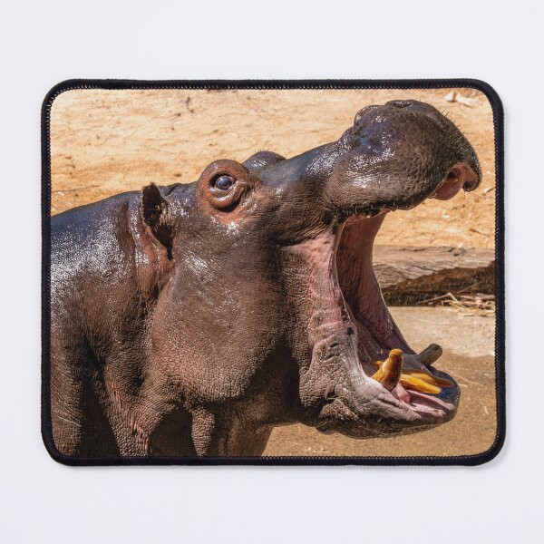 Item preview, Hungry Hungry Hippo, Taronga Western Plains Zoo | Powerful African Wildlife, Dubbo, NSW, Australia Art designed and sold by Ross.A.Campbell.