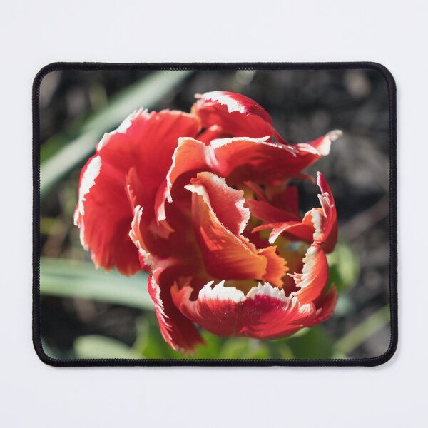 Item preview, Scarlet and White Parrot Tulip Rimmed with Dewdrops designed and sold by Georgia Mizuleva.