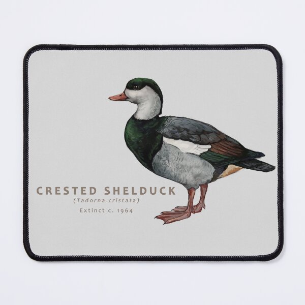 Item preview, Crested Shelduck designed and sold by Haliaeetus.