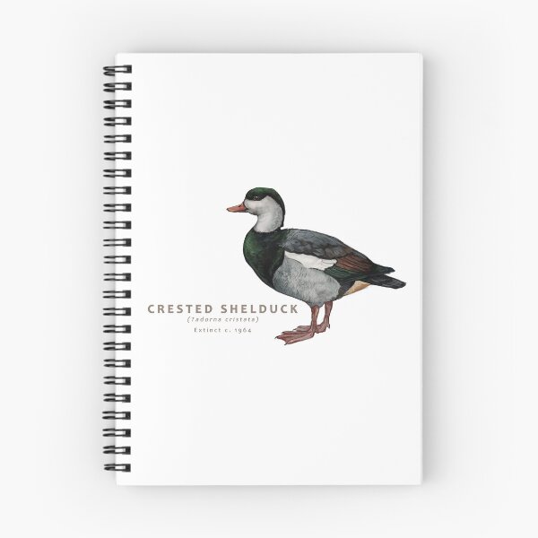 Item preview, Crested Shelduck designed and sold by Haliaeetus.