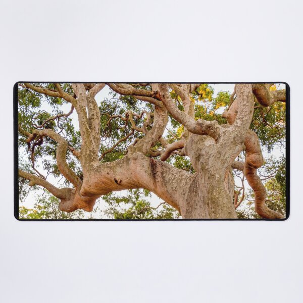 Item preview, Sydney Red Gum Tree | Sculptural Angophora Costata, Native Eucalyptus, NSW, Australia Art designed and sold by Ross.A.Campbell.