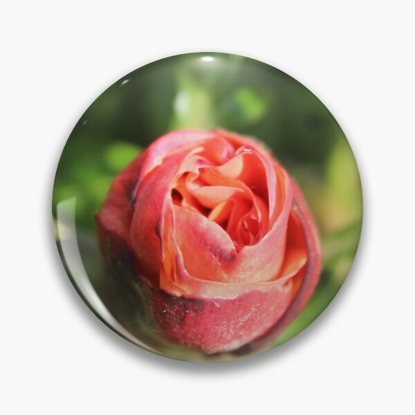 Item preview, Rose Bloom – Macro Floral Photography Close-Up designed and sold by Cha-s-lens.