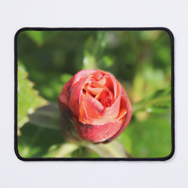 Item preview, Rose Bloom – Macro Floral Photography Close-Up designed and sold by Cha-s-lens.