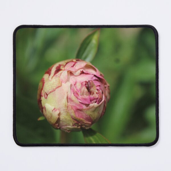 Item preview, Soft Bloom Rose – Dreamy Macro Floral Photography designed and sold by Cha-s-lens.